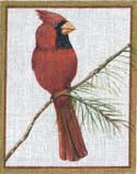 Cardinal On Pine Bird 07