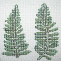 Fern